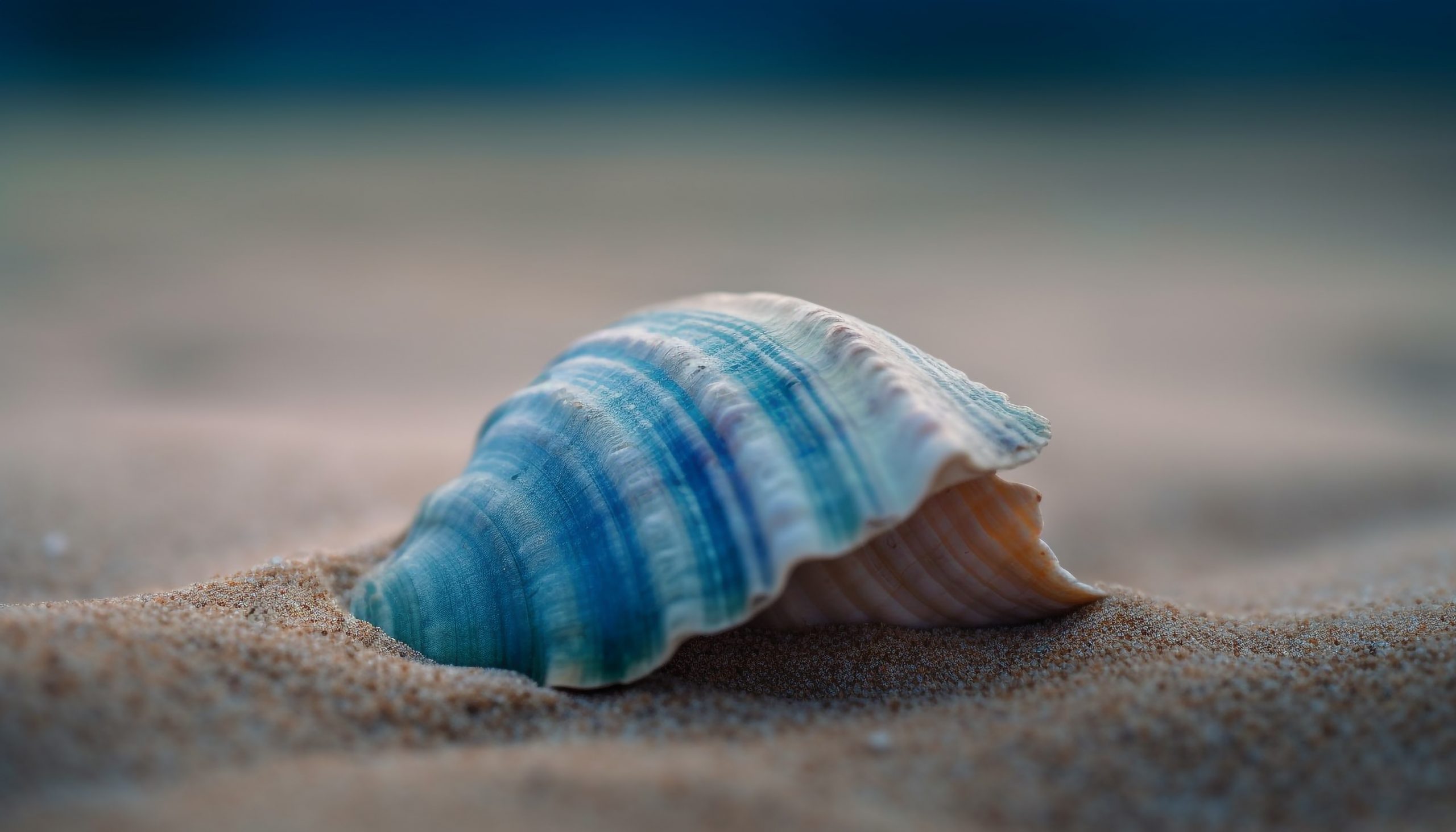 Conchas de mar