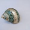 Caracola de mar